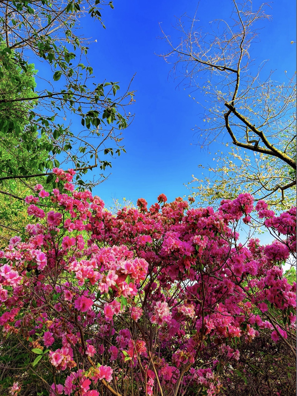 Bright pink azaleas in bloom against a deep blue sky