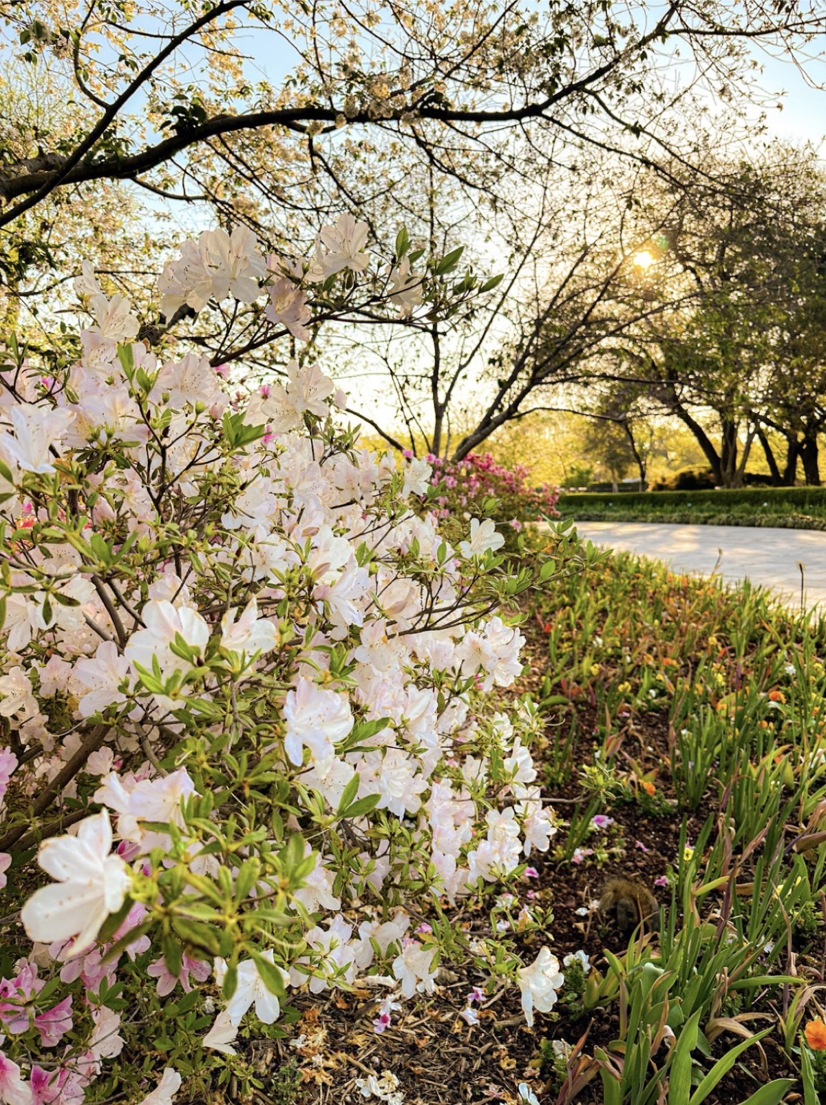White azaleas catching golden-hour light in a garden